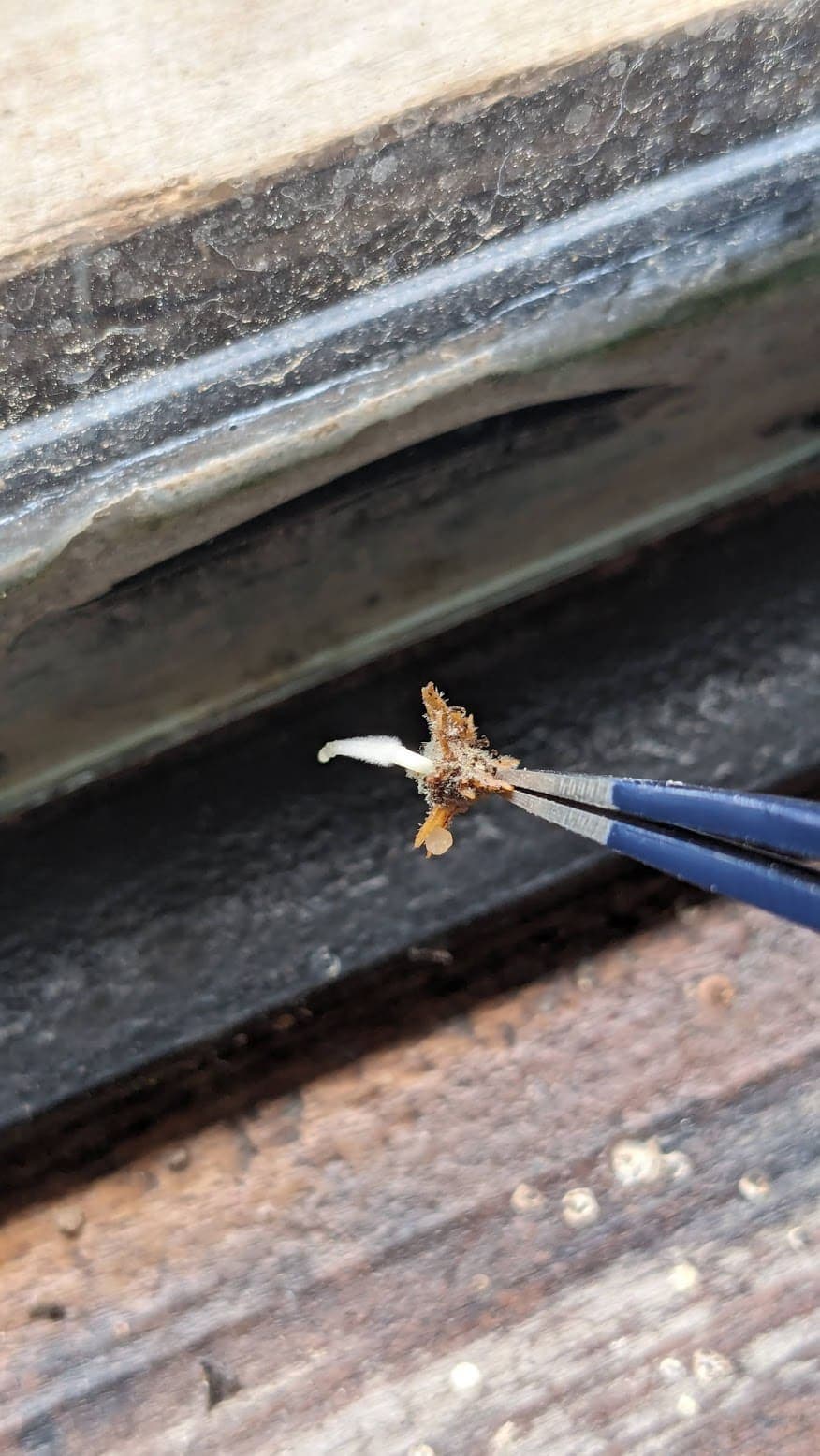 Detalle de semilla de Polylepis Australis manipulada con pinza en el laboratorio