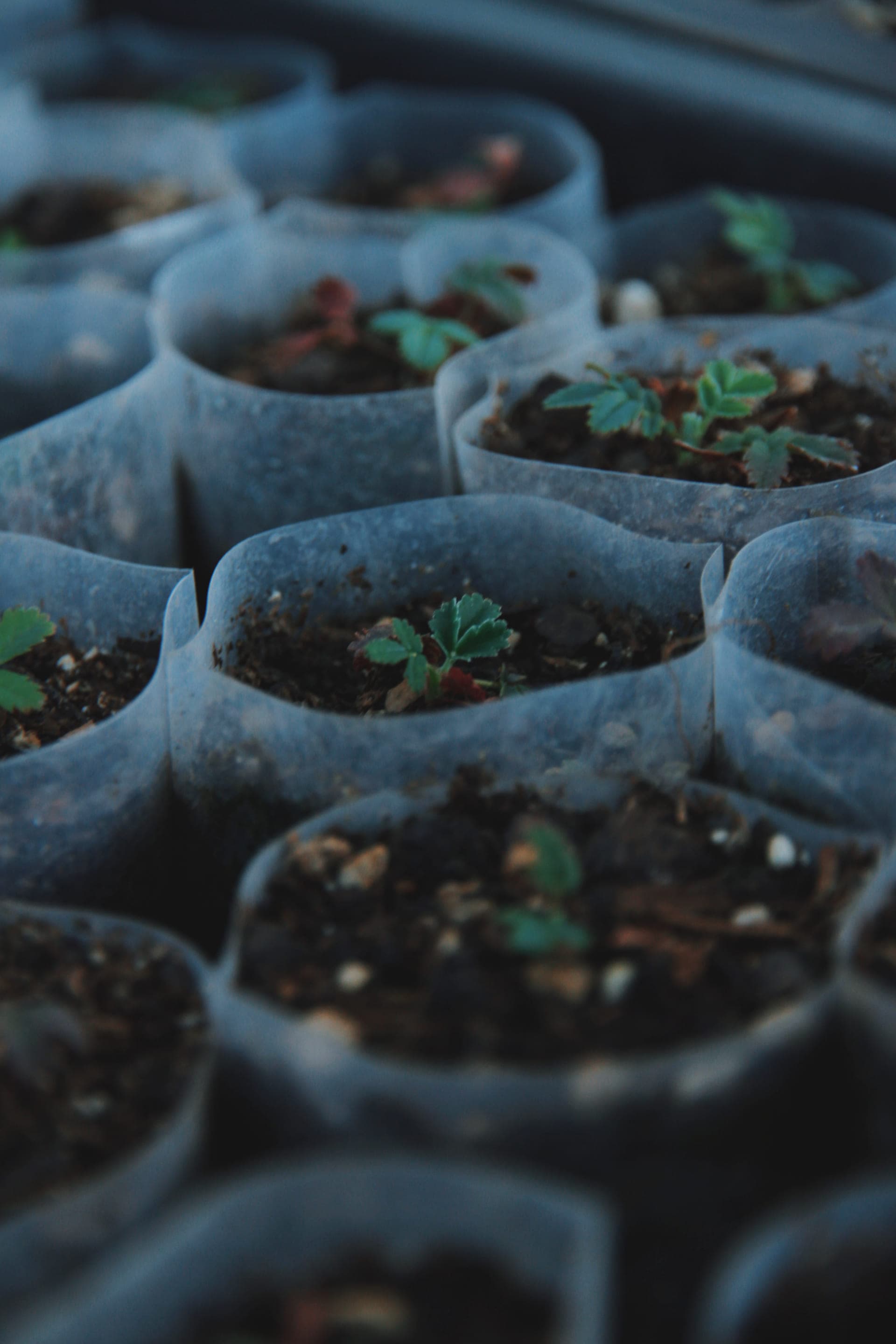 Voluntarios plantando en campo
